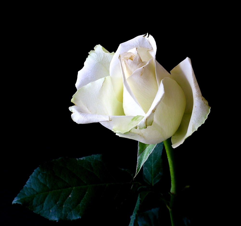 Coltivo una rosa bianca - José Marti