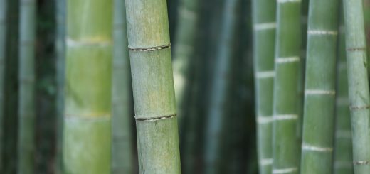 L'Umiltà che Eleva - Lao Tzu